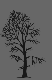 Maple